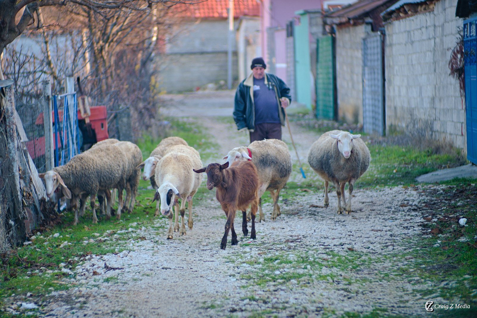 Sheep grazing in a mountain village above the lake — pastoral life has continued unchanged in this landscape for centuries